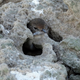 Illustration for article titled Diabolical Falcons Trap Living Birds in Rocks For Future Meals